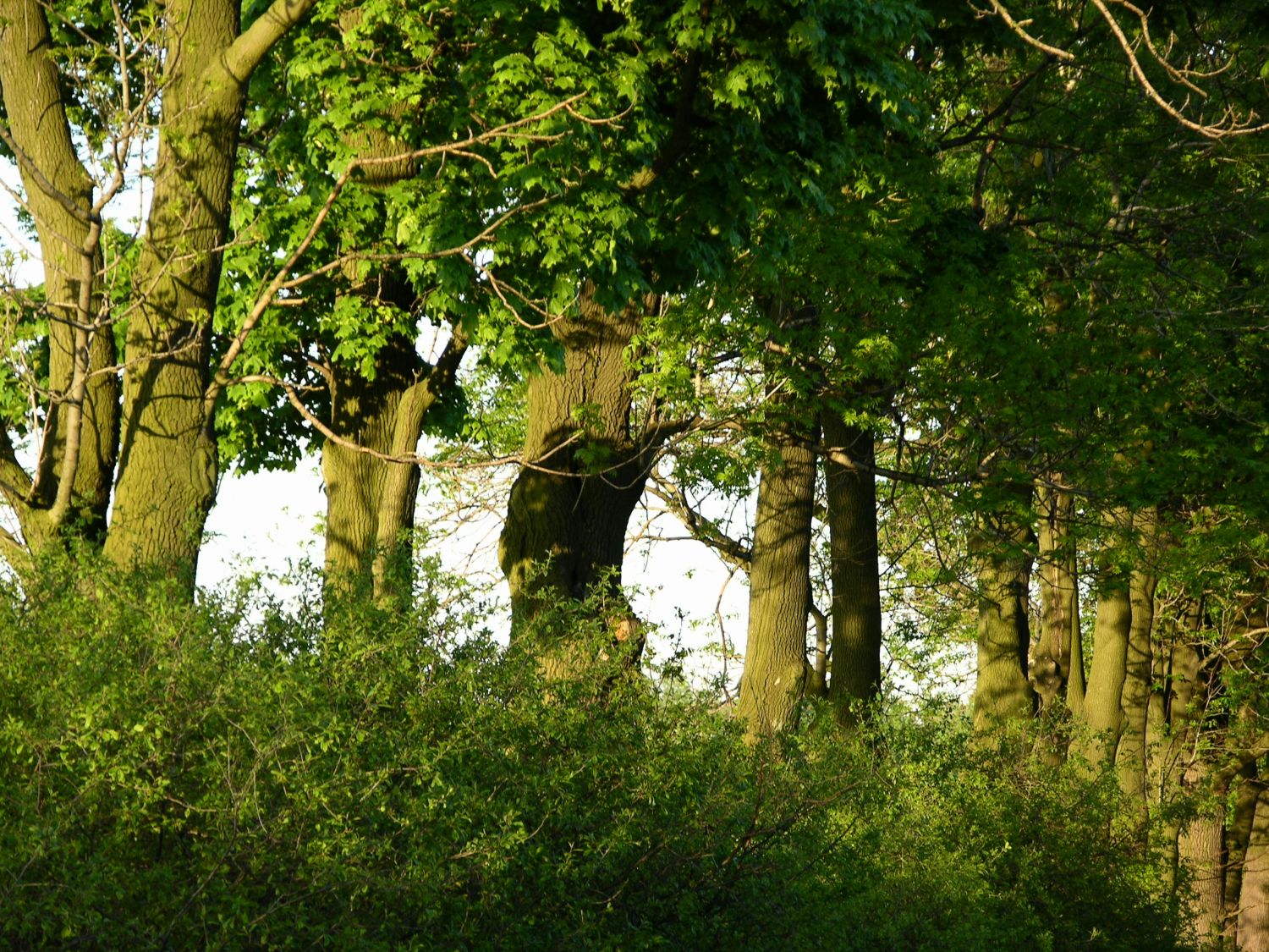 Przyroda w Gminie Olesno